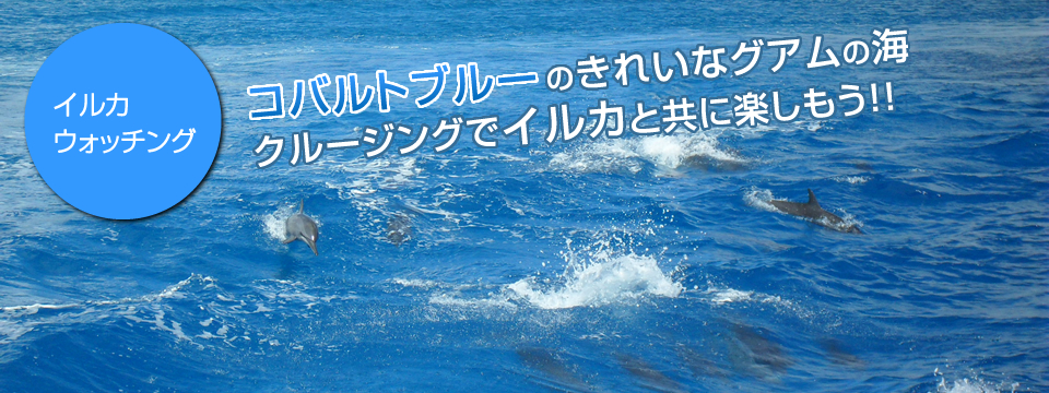 コバルトブルーのきれいなグアムの海 クルージングでイルカと共に楽しもう！！